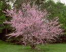 eastern redbud